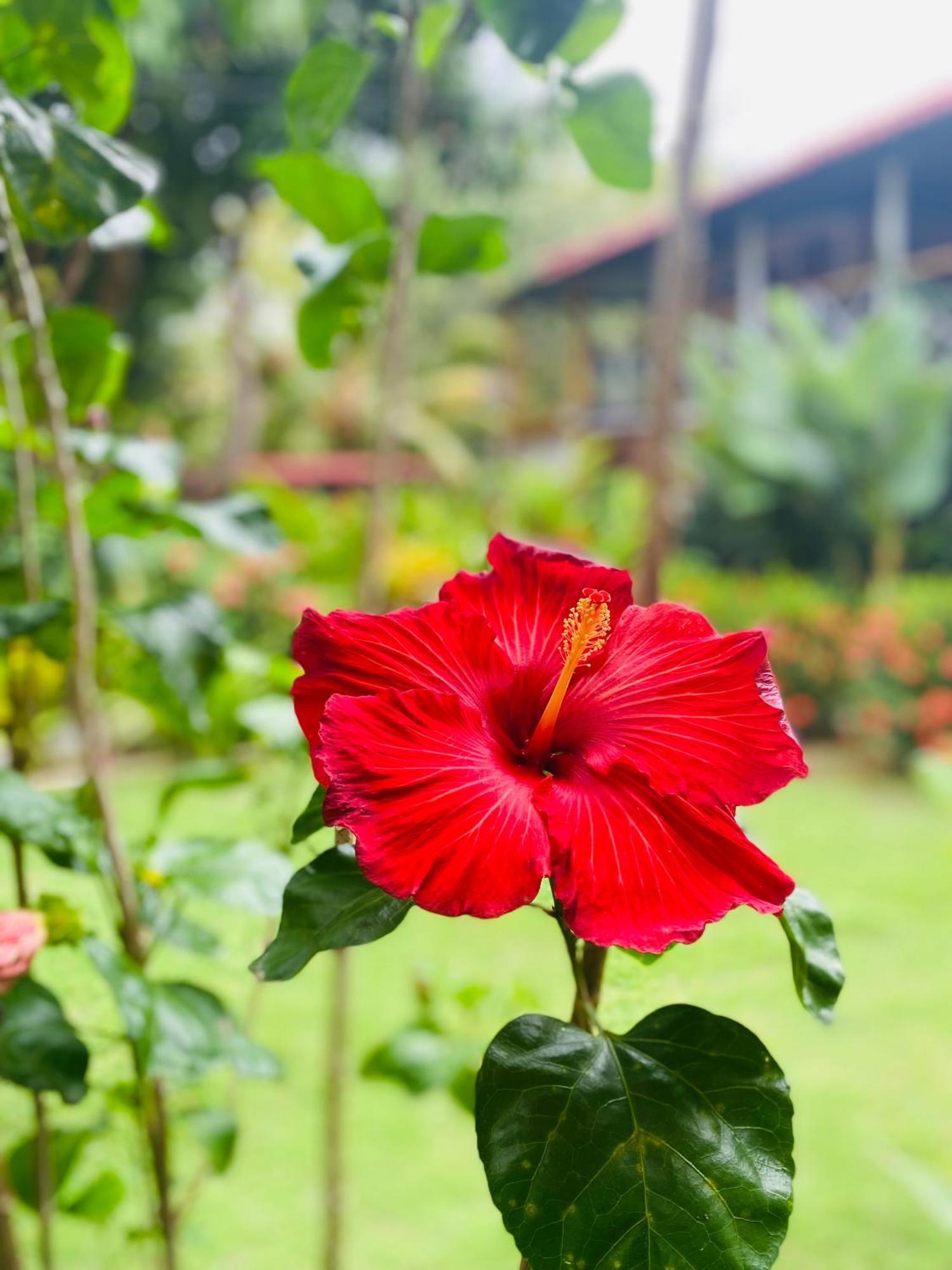 אל סאינו Wayanay Tayrona Eco Hostel מראה חיצוני תמונה